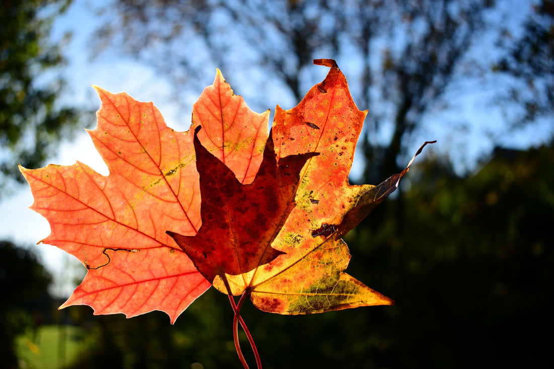 Embrace the Autumn Vibes Autumn is a season of grounding and reflection